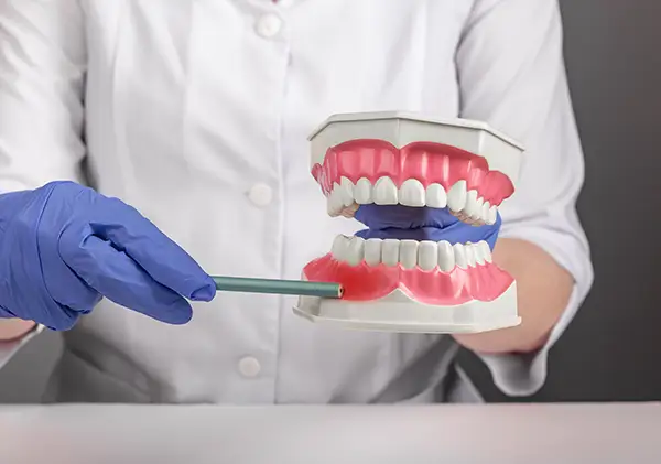Periodontist using a gum model to explain periodontal health and the impact of gum disease during a consultation.